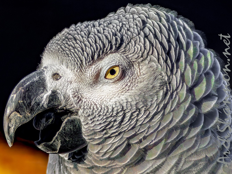 1077-gray parrot - grugapark botanical garden