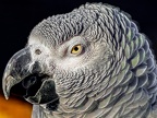 1077-gray parrot - grugapark botanical garden