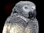 1078-gray parrot - grugapark botanical garden