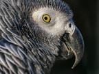 1079-gray parrot - grugapark botanical garden