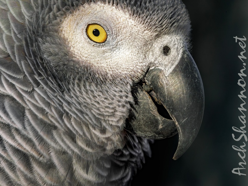 1080-gray parrot - grugapark botanical garden