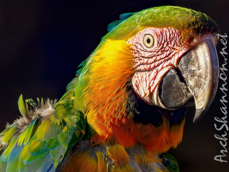 1081-yellow-breasted macaw - grugapark botanical garden