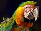 1081-yellow-breasted macaw - grugapark botanical garden