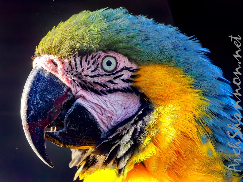 1085-yellow-breasted macaw - grugapark botanical garden