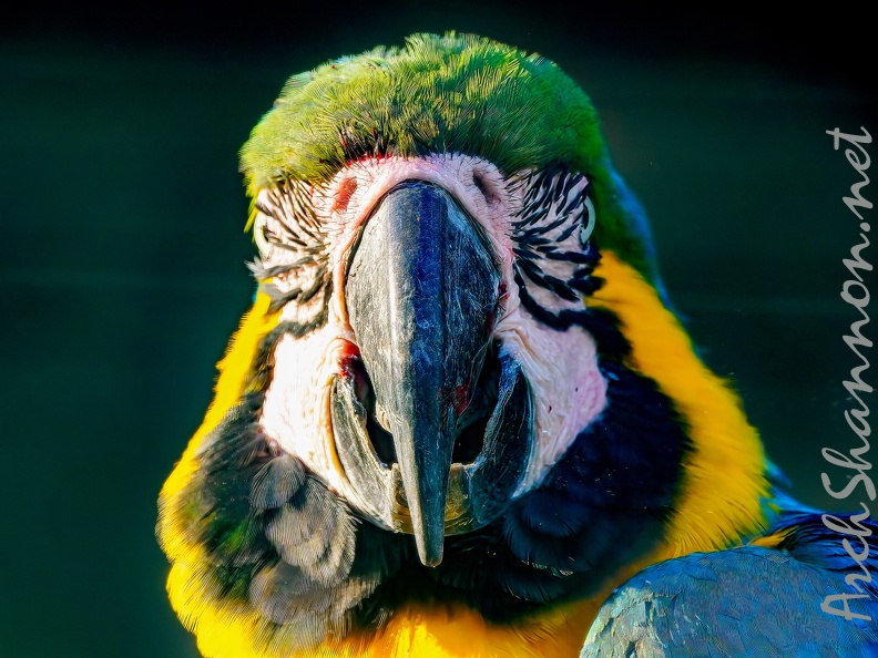 1086-yellow-breasted macaw - grugapark botanical garden