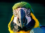 1086-yellow-breasted macaw - grugapark botanical garden