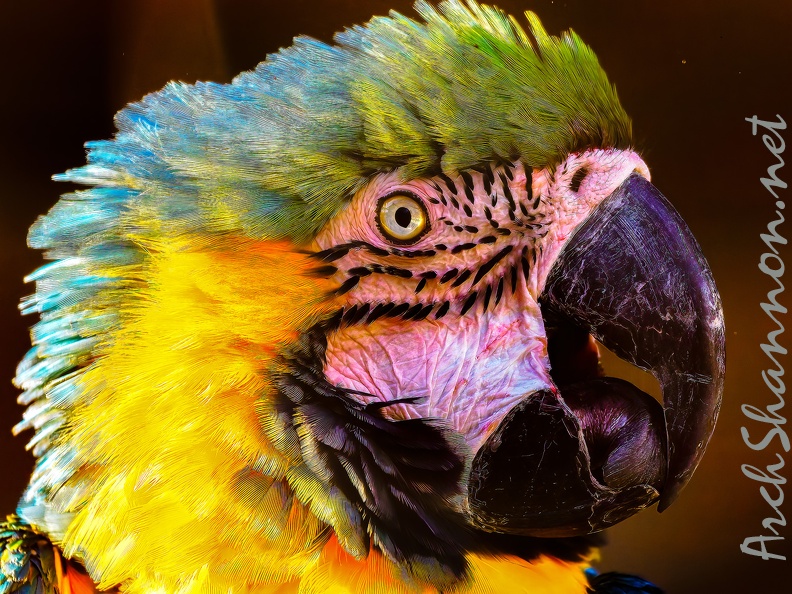 1087-yellow-breasted macaw - grugapark botanical garden