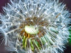 0880-essen grugapark botanical garden