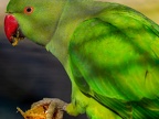 018-collared parakeet