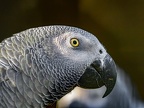 037-gray parrot