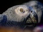 040-gray parrot