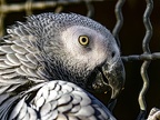 046-gray parrot