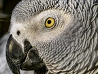 052-gray parrot