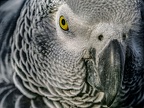 053-gray parrot