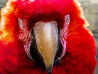 066-light red macaw