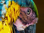 082-yellow-breasted macaw