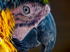 084-yellow-breasted macaw