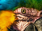 085-yellow-breasted macaw