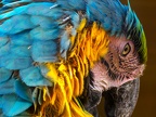 091-yellow-breasted macaw