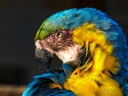 094-yellow-breasted macaw