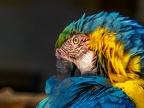 096-yellow-breasted macaw