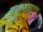 103-yellow-breasted macaw