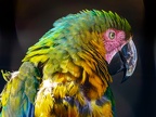 106-yellow-breasted macaw