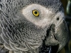 1115-gray parrot
