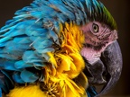 1121-yellow-breasted macaw