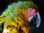 1124-yellow-breasted macaw