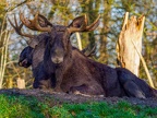 008 - zoom adventure world - gelsenkirchen - moose
