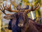 013 - zoom adventure world - gelsenkirchen - moose