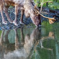 017 - zoom adventure world - gelsenkirchen - reindeer