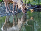 017 - zoom adventure world - gelsenkirchen - reindeer
