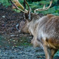 018 - zoom adventure world - gelsenkirchen - reindeer
