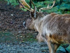 018 - zoom adventure world - gelsenkirchen - reindeer