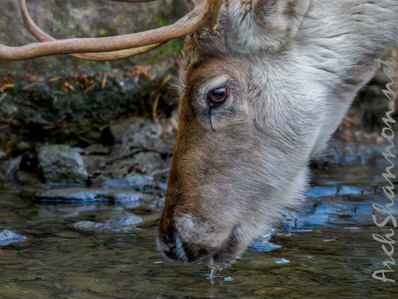 020 - zoom adventure world - gelsenkirchen - reindeer.jpg