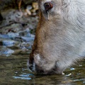 019 - zoom adventure world - gelsenkirchen - reindeer