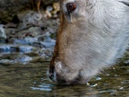 019 - zoom adventure world - gelsenkirchen - reindeer