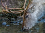 021 - zoom adventure world - gelsenkirchen - reindeer