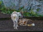 022 - zoom adventure world - gelsenkirchen - reindeer