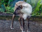 024 - zoom adventure world - gelsenkirchen - reindeer