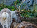 023 - zoom adventure world - gelsenkirchen - reindeer