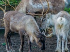 025 - zoom adventure world - gelsenkirchen - reindeer