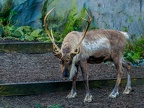 026 - zoom adventure world - gelsenkirchen - reindeer