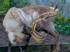 027 - zoom adventure world - gelsenkirchen - reindeer