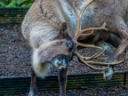 028 - zoom adventure world - gelsenkirchen - reindeer