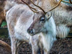 029 - zoom adventure world - gelsenkirchen - reindeer