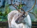 030 - zoom adventure world - gelsenkirchen - reindeer