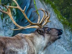 031 - zoom adventure world - gelsenkirchen - reindeer
